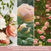 Test Yankee Candle Grande Jarre Roses Fraîchement Coupées : la bougie qui sent la vraie rose (et pas le désodorisant cheap)